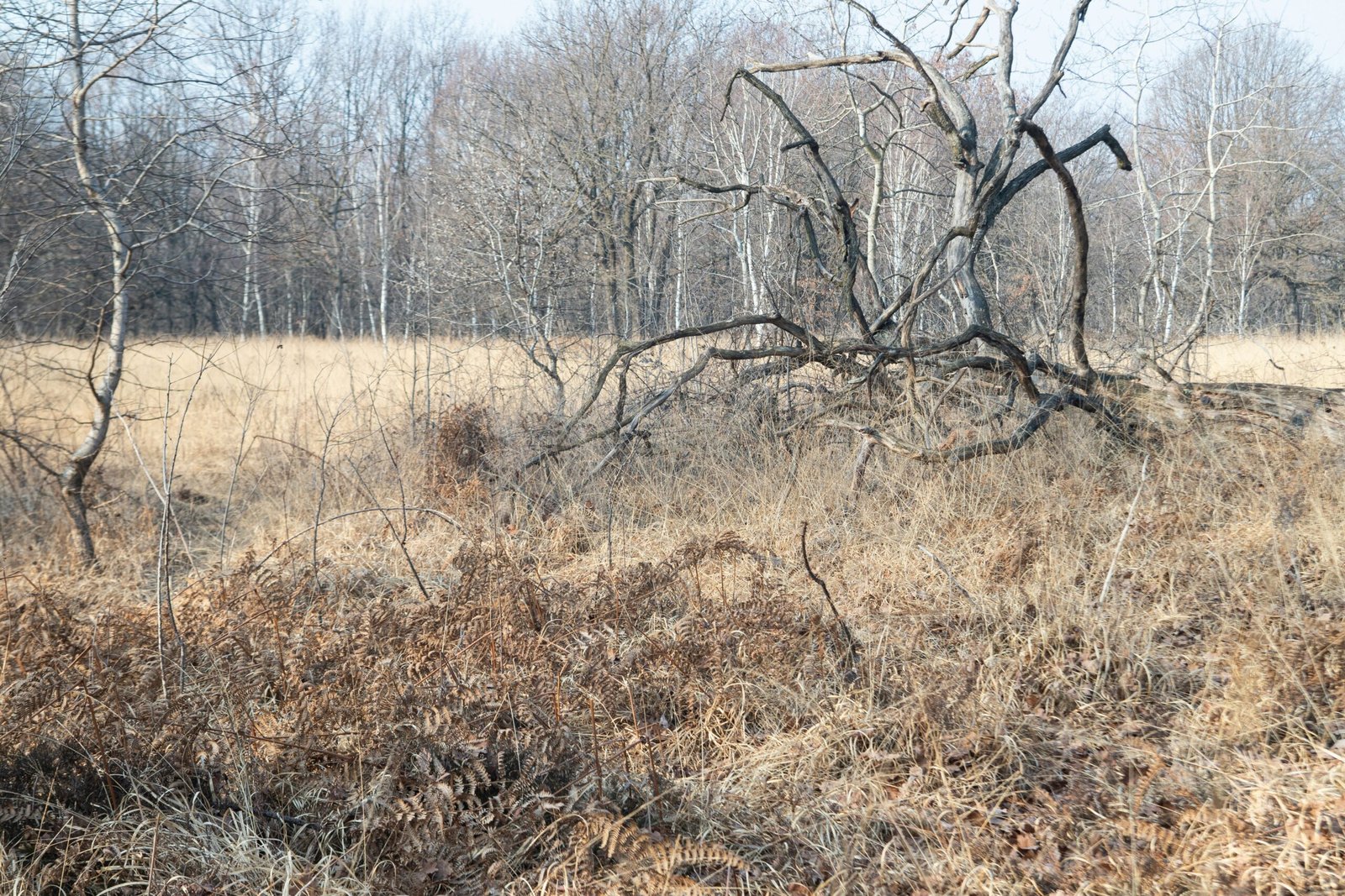 a dead tree in the middle of a field